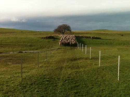 Finally, Albert came to my rescue and bravely jumped the stream, and the rest followed: