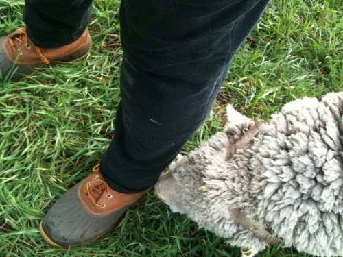 P5: Elf trying to find the end of my shoelace so he can untie it. &nbsp;Last time it took him about 10 seconds to get both my boots untied. &nbsp;This time, I kept moving.