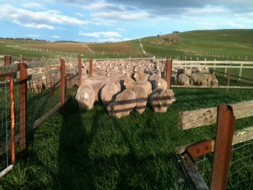 P6: One of the better grazing moments in the yards. You can see by my shadow they are looking into the sun--not something they like to do. I guess, just like for us, it's blinding, and makes it hard to see any lions that might be lurking in the long grass ahead.
