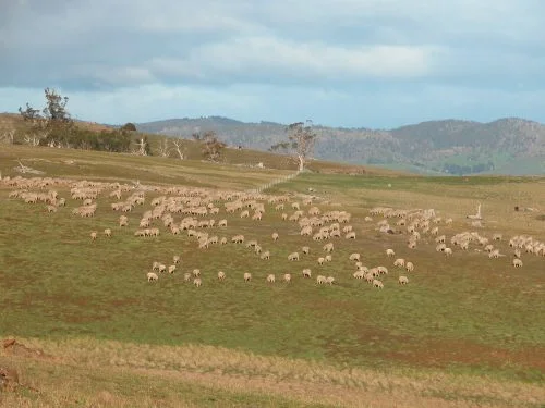 P1: Pickup. The hill with trees is in the Back Gully Reserve (we’re facing west). You can see there is still a lot of bare ground, something I expect to disappear as spring makes itself felt.