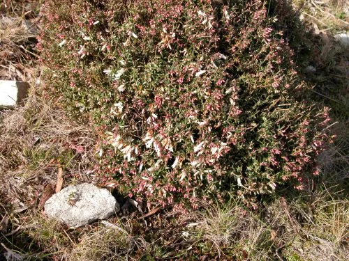 P5: Peachberry heath just coming into blossom. You can see where I got the intense pink for the yarn colour!