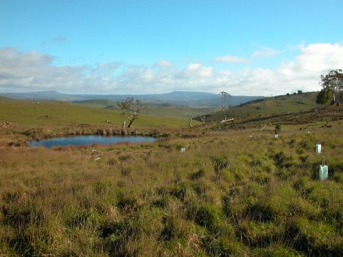 P2: The spring in Little Quarry Tree Reserve, and some of the baby trees. Table Mountain is in the background. The frogs were going wild!