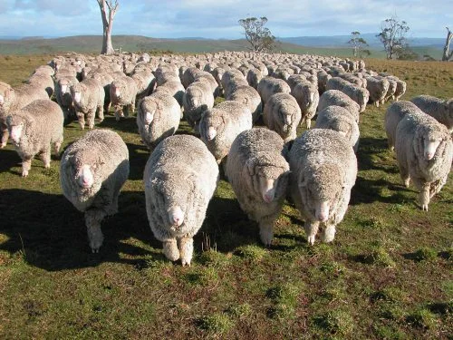 P4: The Gang of Four leading the flock: left to right, Elf, Felix, Vicki and Clara. I just love this photo. I suppose the more accurate statement is: The flock following The Gang Of Four following me!