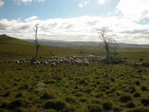 P7: After lunch break (and a short rest/ruminate for the flock), heading north through Old Cabin toward Waterfall Gully.