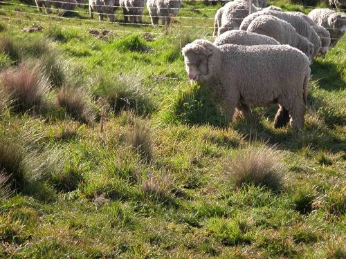 P8: Enjoying some fresh growth just inside the gate into Waterfall Gully