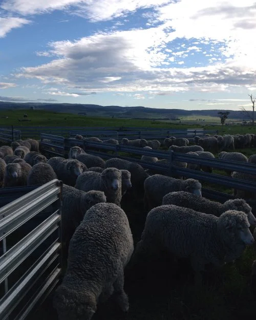 P1: Coming through the top yards. Silly me, I left the gates closed to the southern part of the run, so they were waiting as far upwind as they could get! Now I’m letting them free graze while I have my cuppa. Beautiful day.