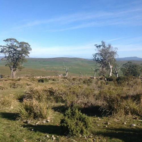P1: Still in the Back Gully Reserve, which is great. We’ll mosey down the eastern side of the gully if we can. Beautiful day– no wind and sunny. Should be a pleasure to be out!