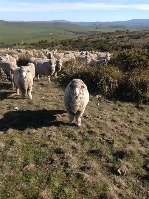 P3: Clara looking very grown-up and lovable.
