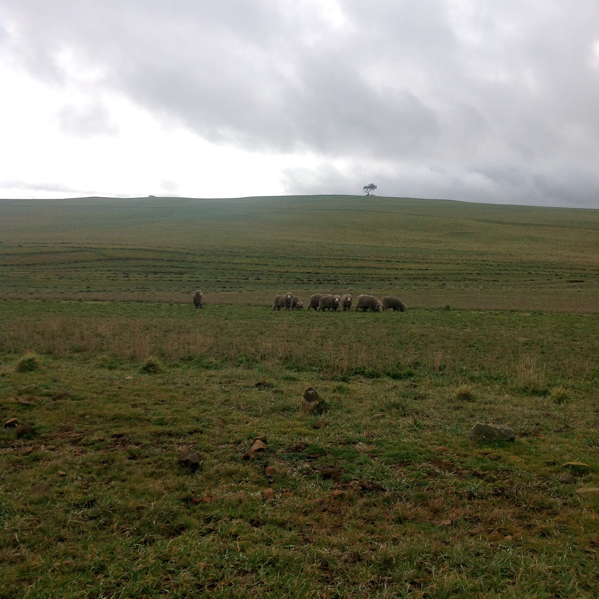 P1: Moving the sheep today. First the rams into the Lucerne Reserve, off the Racecourse GA. They are loving it!