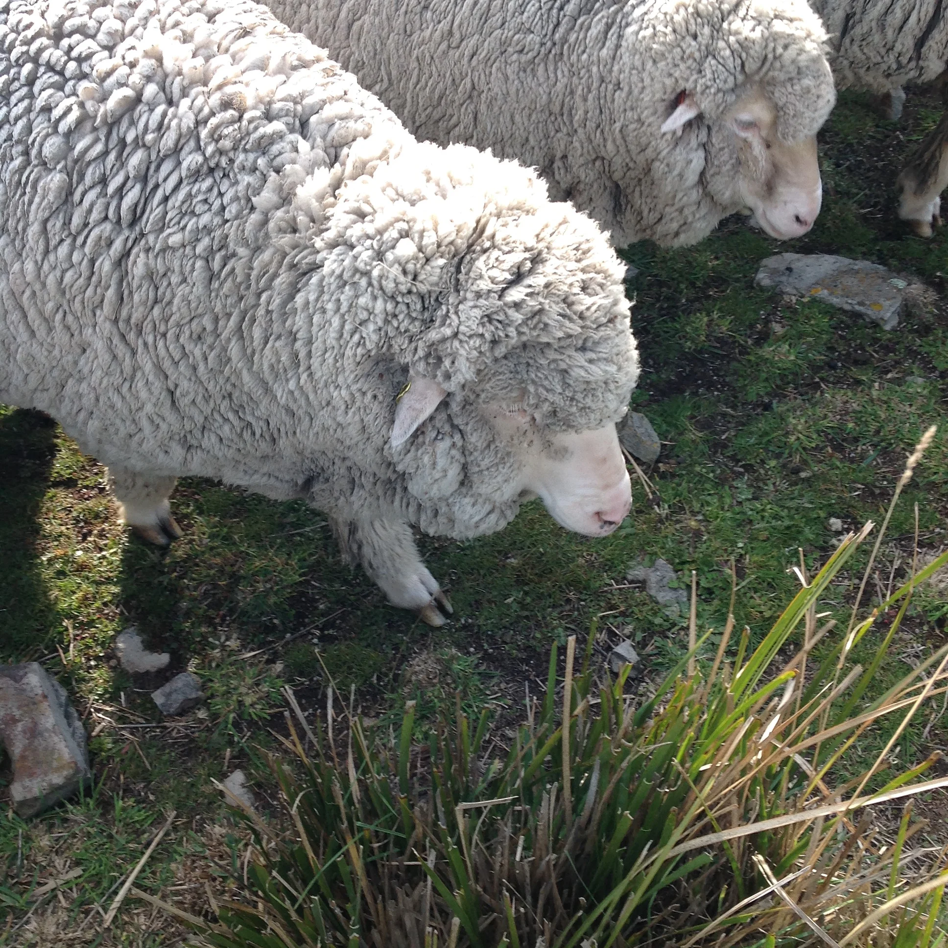 Blustery day in the Back Gully Reserve