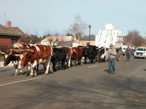Brian Fish and his team of 12 bullocks pulling the loaded wagon down High Street