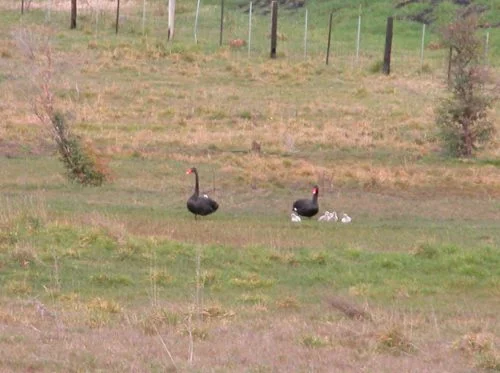 P1: The first sighting of the cygnets away from the nest