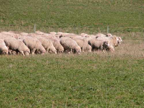 P1: Motoring through the lucerne, into the wind.