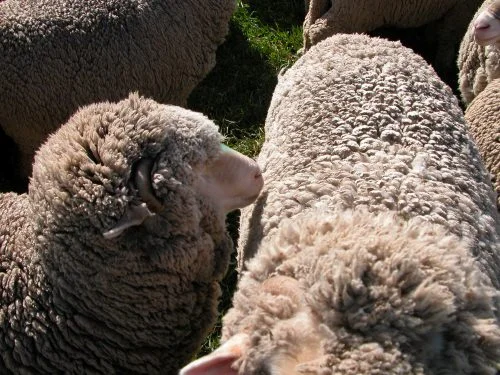 P2: Leo snuggling up to Clara. Having the green marks on their noses is helping me realise how often my specials are close by me, and each other.