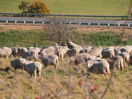 Stripping hawthorn berries.