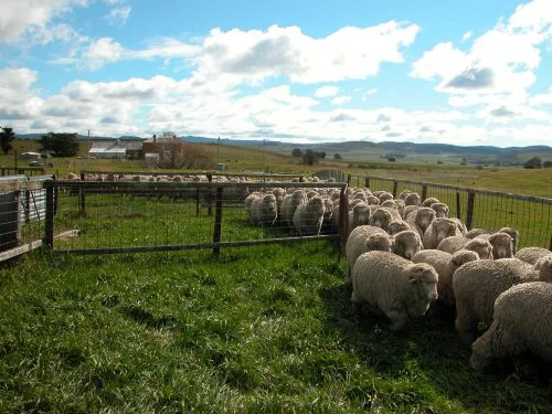 P3: See what I mean about the flow in the yards? The feed in the pens is being studiously ignored as they try to get past me.