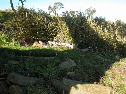 Janie picked the best spot of all for her mid-morning snooze!