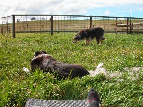 P4: Chance lying in a cloud of his undercoat that I just finished brushing off him. Janie thought the grooming was absolutely divine, but Chance just barely tolerated it. And, the “R” on my sock is not to help me remember right from left, only to distinguish which foot the sock goes on!