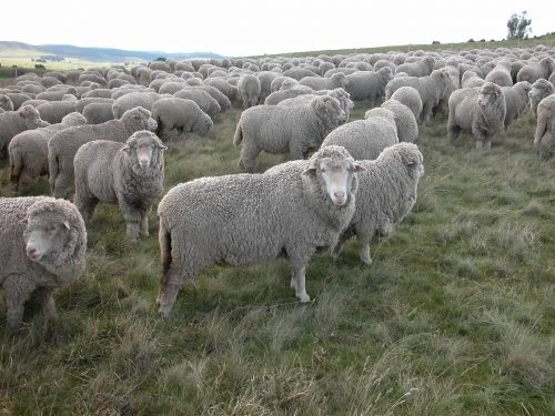 P5: Ah. Another newly named sheep: Difficult Girl. She is ALWAYS at the back, and ALWAYS standing off the dogs. I’m going to keep her fleece this year.