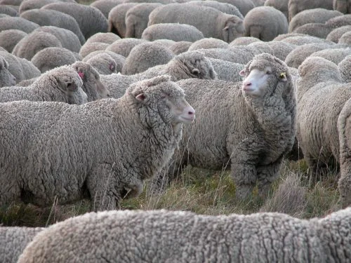 P6: And meet Difficult Boy–very often found in the same position and with the same attitude as Difficult Girl. If I get a chance to mark him, I’m keeping his fleece, too!