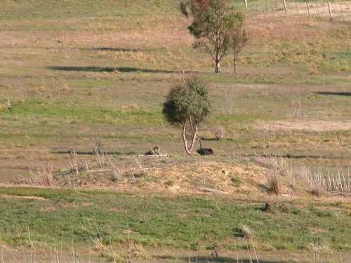 P3: Cygnets! Not yet visible without binoculars ;-)