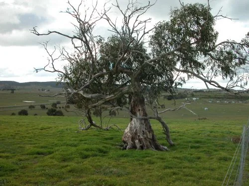 P7: One of my favourite cabbage gums (eucalyptus pauciflora). It doesn’t look like much, but every year it sets an impressive amount of seed. Lots of my cabbage gum seedlings came from this tree.