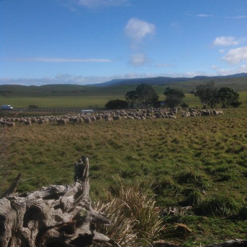Meanwhile, the flock is also having a mid-morning ruminate and rest. Some are still fossicking about while the others are lying down. (Fossicking means prospecting in Aussie slang. Sort of scratching around with no clear idea of the immediate goal, but full awareness of the long-term one.)