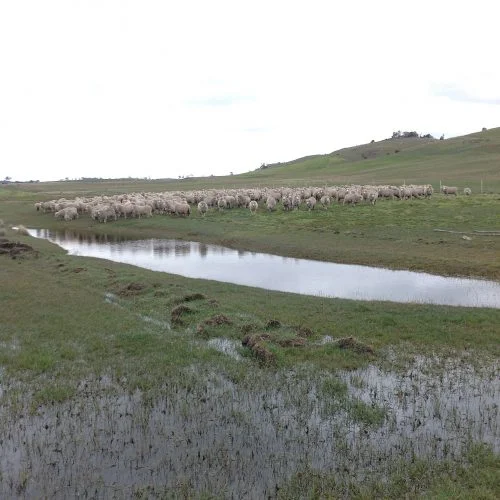 P1: Marooned on the south side of the creek.