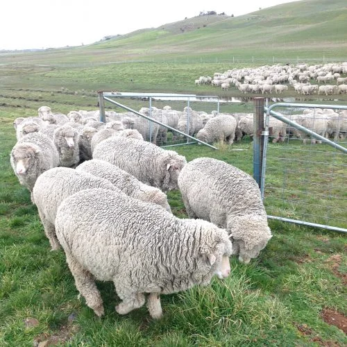 P2: Vicki followed me across the culvert, and everybody else followed her.