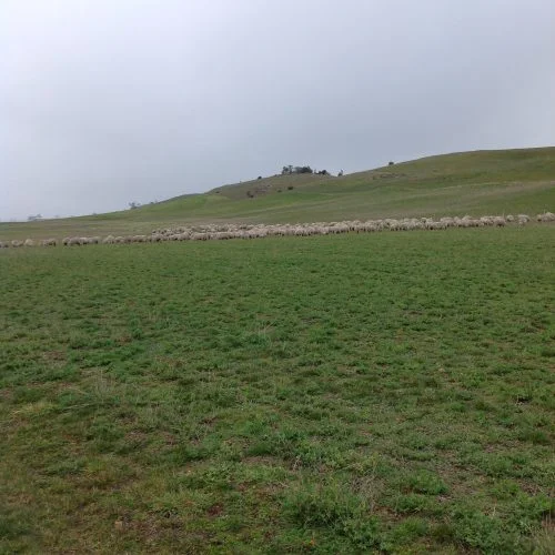 P2: Enjoying the lucerne.