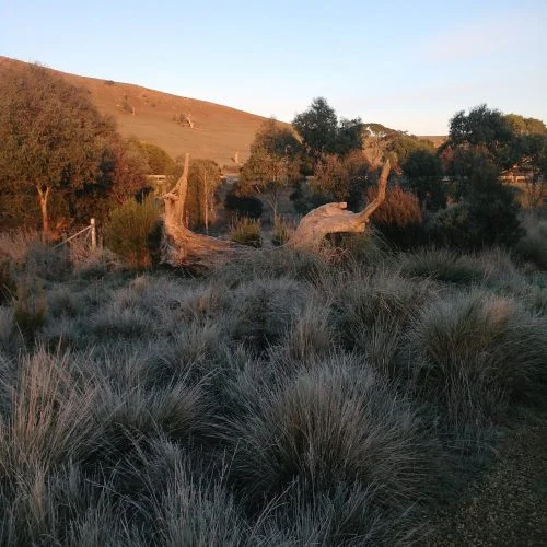 P1: White frost start!