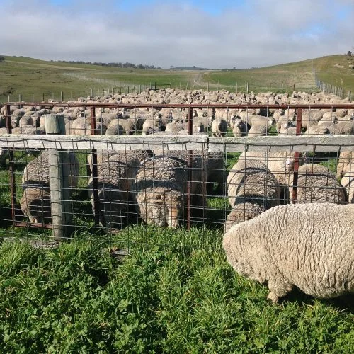 P3: Jeff and his friends enjoying the long grass in the yards.