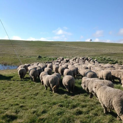 P4: Into the waterhole via the new gate.