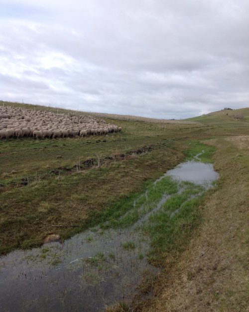 P1: We’ve been creek hopping ( the dogs and I) trying to get behind the mob in a narrow stretch. Well, actually it was more like wading…