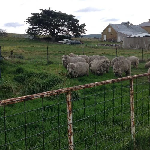 P4: Annie with a nice big mouthful