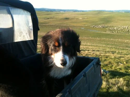 P3: Flynn, one of the youngsters, with the flock still grazing Curly Sedge at about 5 pm. Photo is taken from the top of the Long Paddock.