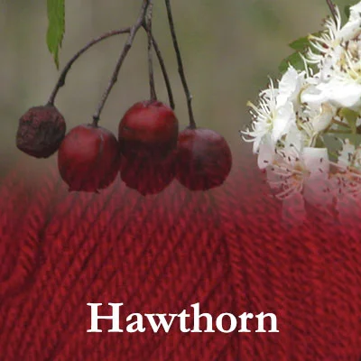 COLinsp_hawthorn2.jpg