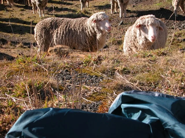 Albert (l) Feb 2015.jpg