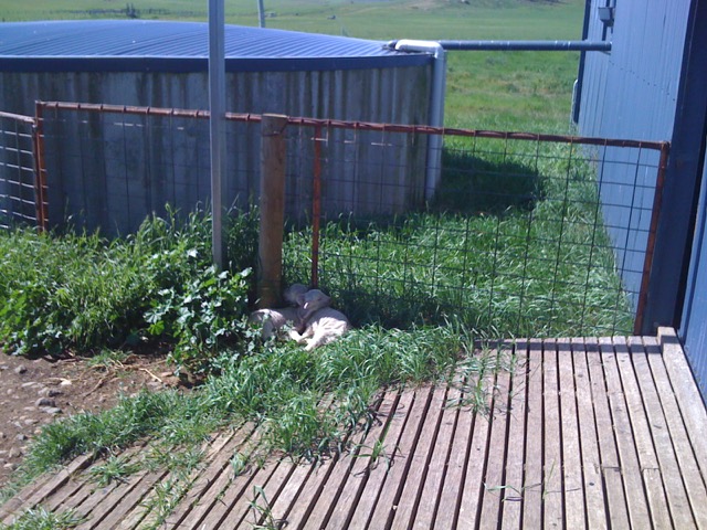 Annie and Emily as babies Nov 2009.jpg