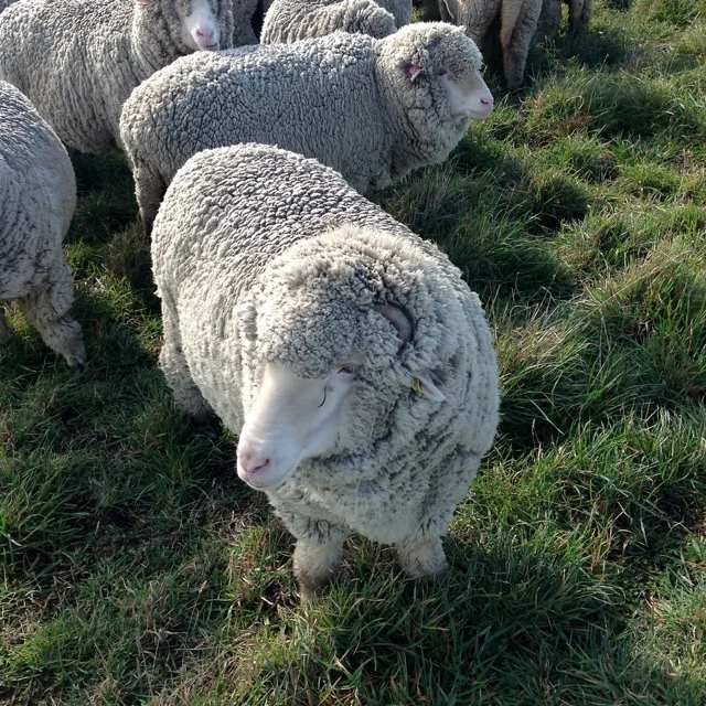 Leo saying g'day July 2016.jpg