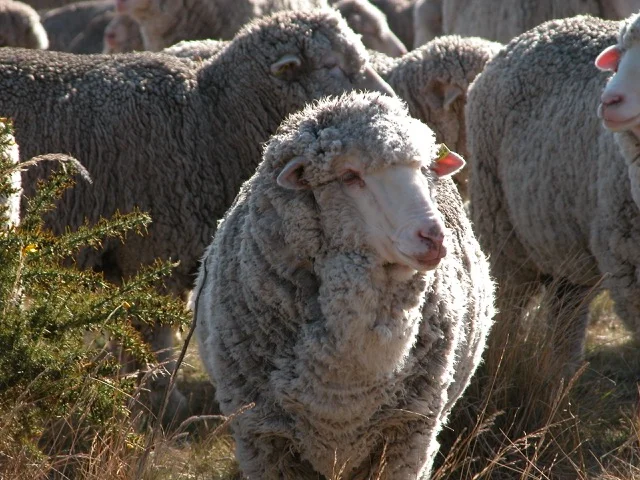 Prince July 2015.jpg