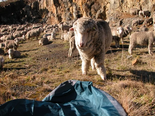 Prince and the bivvy bag June 2015.jpg