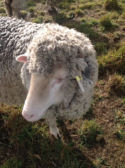 Jeff, first photo Aug 2016.jpg