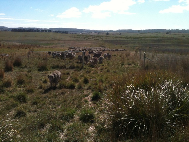 Horatio leading the flock Feb 2015.jpg