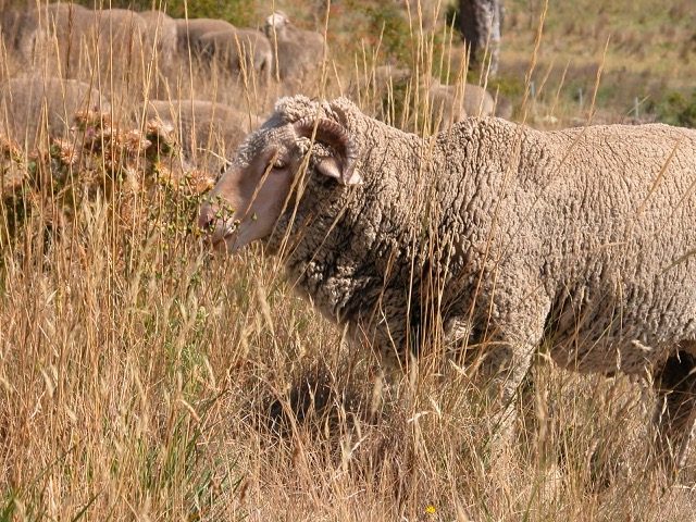 Horatio enjoying rosa march 2015.jpg