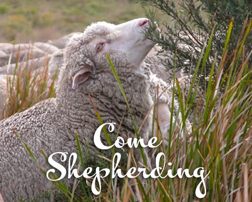 A journal designed to give readers a more personal experience of shepherding, White Gum Wool style.   Read the latest post →