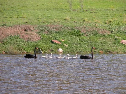 The swans hatched 6 adorable cygnets in August, and they are growing like weeds. (There really are 6 in the photo, one is just hiding behind a sibling.)    