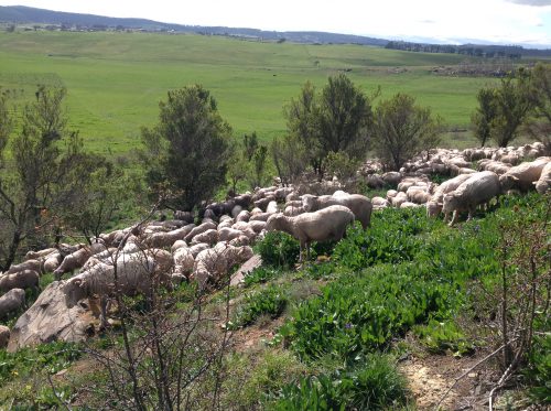 The sheep trying out Patterson’s Curse, a broadleaf weed prevalent on the mainland. This photo was taken on the first foray into this area, two days before the “Sheep Crocodiles” video that follows. I brought them across the paddock in the background and into the Patterson’s Curse patch without the dogs, though it’s true they knew where we were heading, and wanted to go there.
