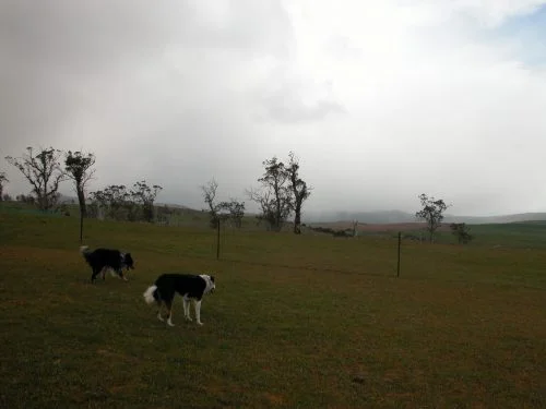 A typical stormy day in October. Joker in the foreground, Jax behind him. We beat a hasty retreat after spotting the scud coming toward us that afternoon! (Not that the dogs were bothered–just me being a wimp and not wanting the dogs wet when I put them back in their kennels. It takes a lot of towels to get 7 sopping wet dogs dry.)
