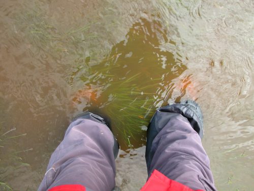 Up to my shins in Curly Sedge Creek after the same rain. It got deeper farther in, but my boots weren’t high enough to risk it!